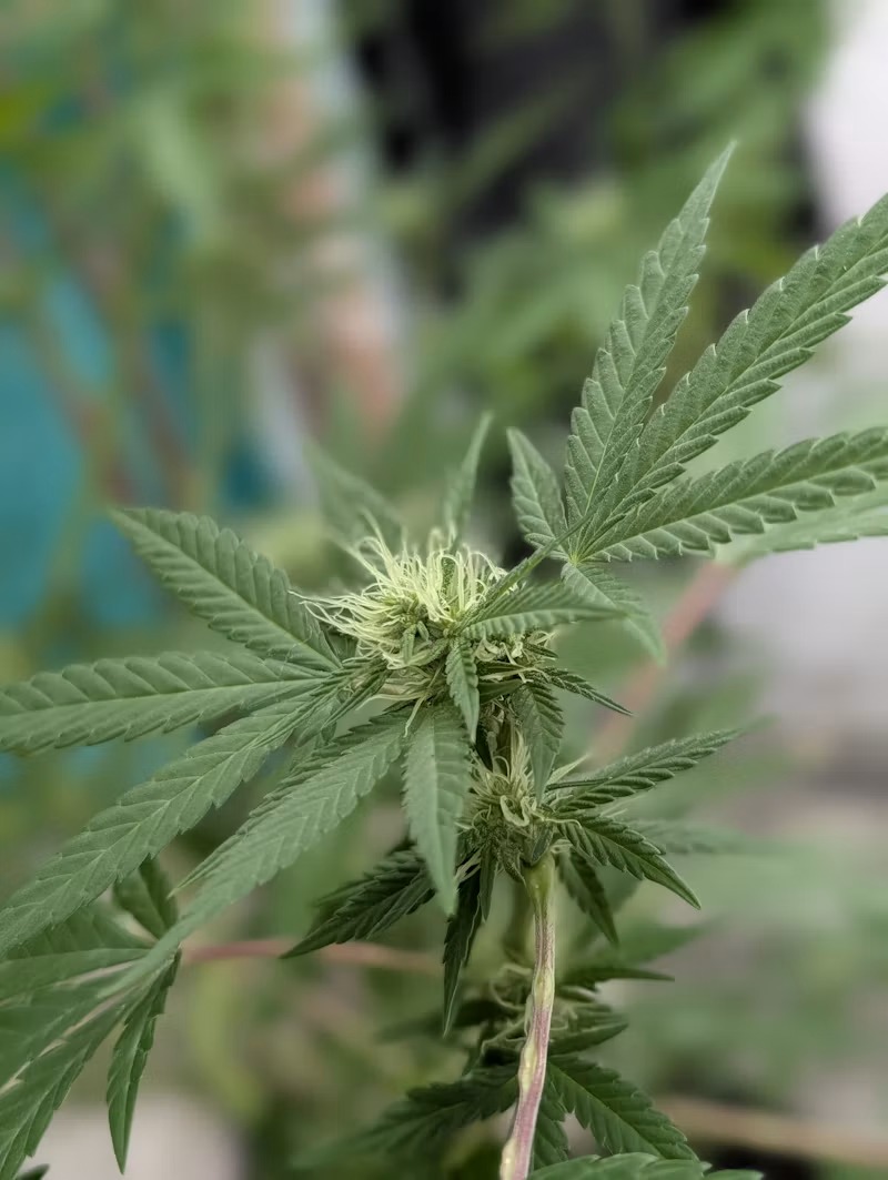 Keep Your Cannabis But Take the Production of Dangerous Drugs&nbsp;Charge