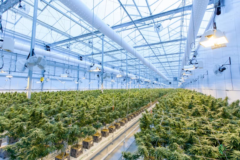 Montana Marijuana “Bust” Leaves Registered Patients’ Already Short Life in&nbsp;Agony