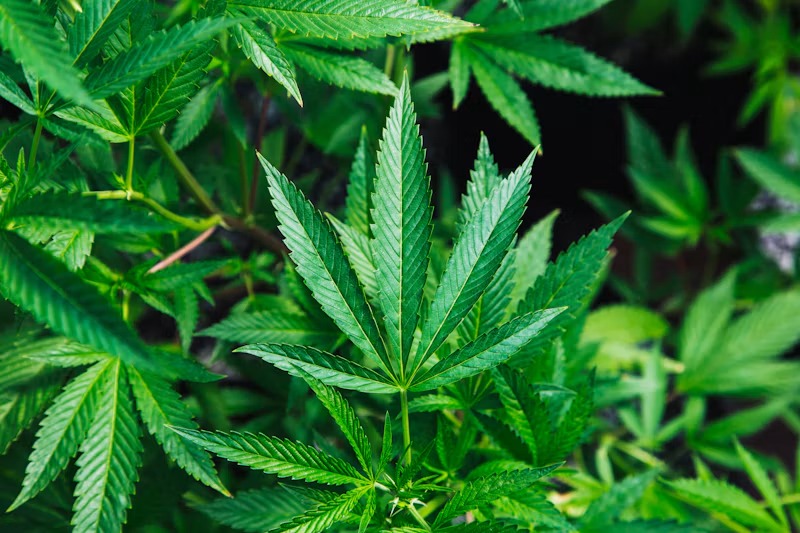 Necessary Components in an Exit Strategy for the War on&nbsp;Drugs