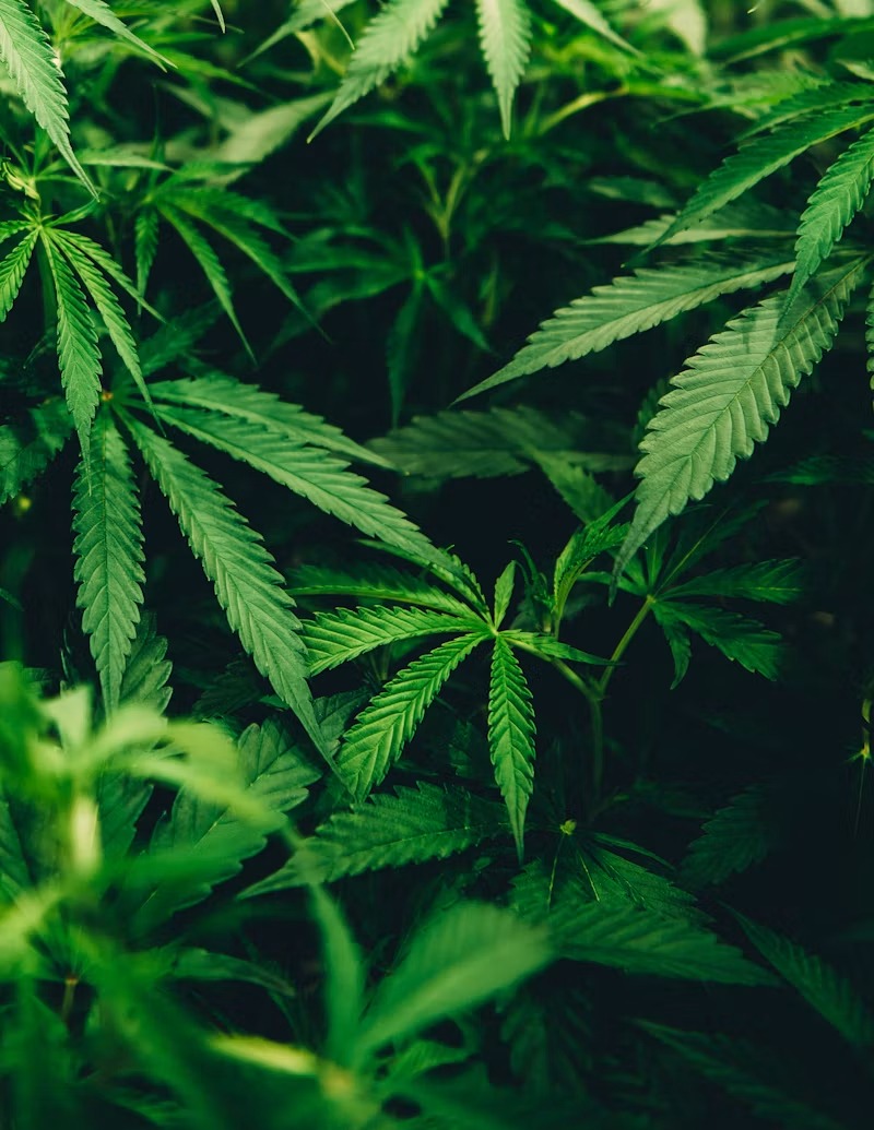 Video Explores the Fight for Medical Marijuana in California
